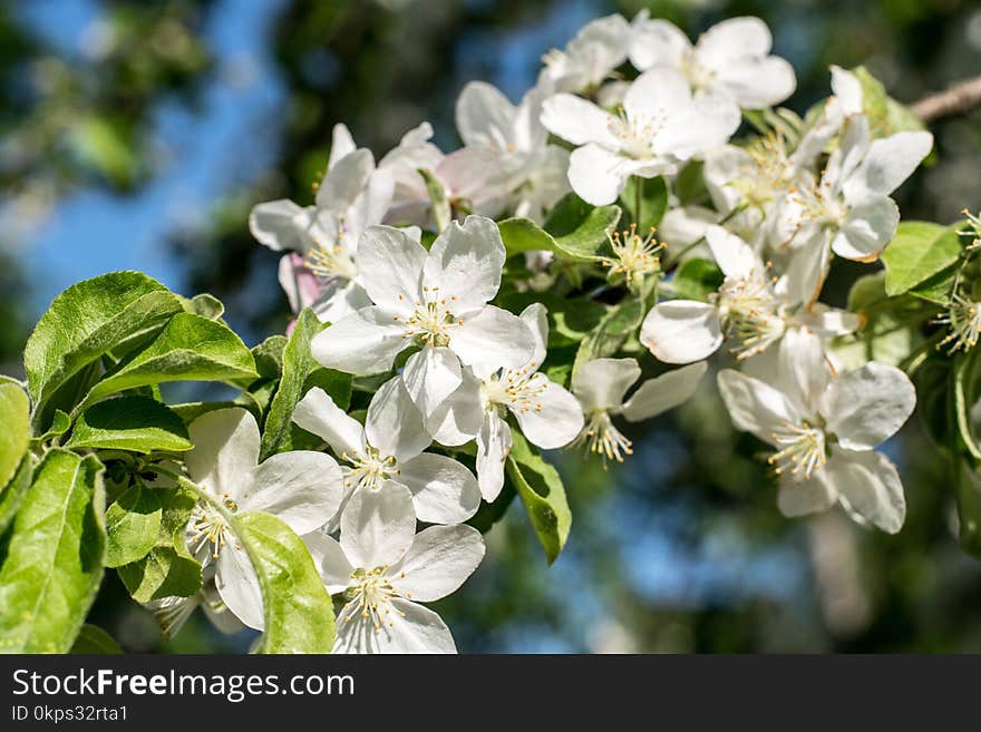 Blossom, Branch, Spring, Plant