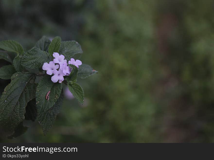 Flower, Plant, Flora, Subshrub