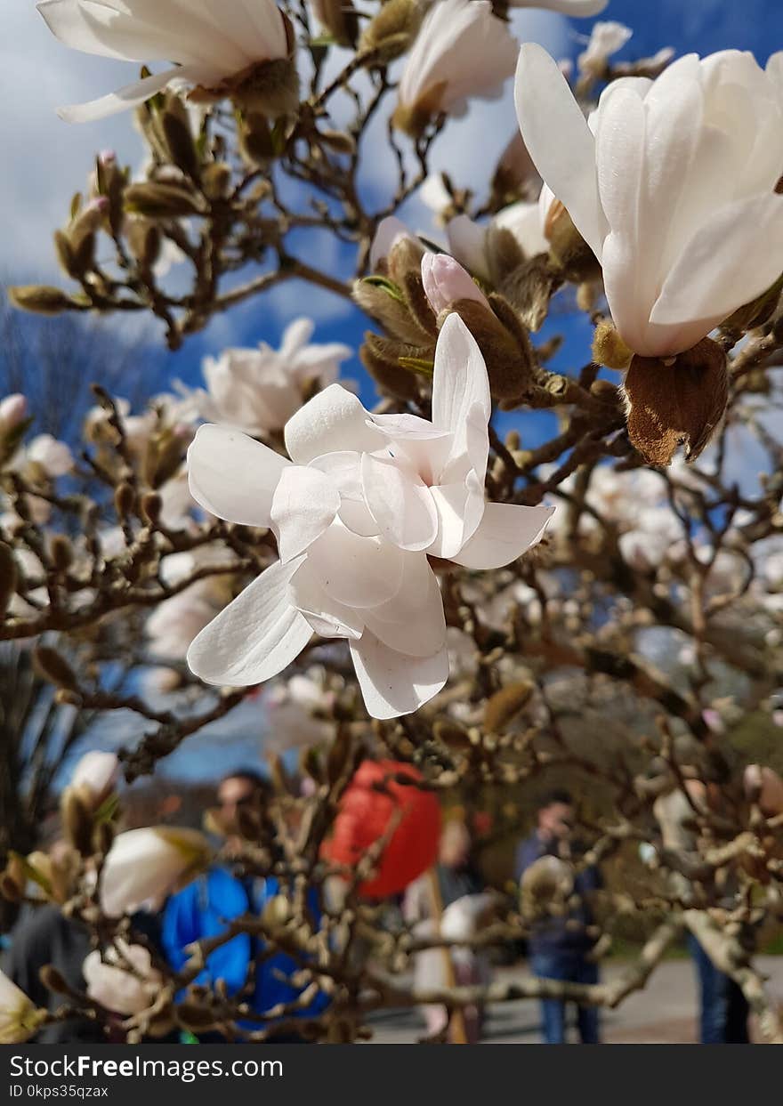 Plant, Flower, Flora, Flowering Plant