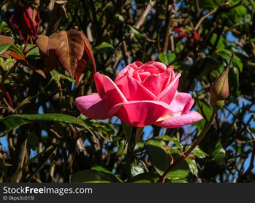 Plant, Flower, Rose Family, Pink