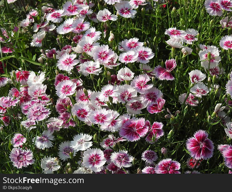 Flower, Plant, Flowering Plant, Annual Plant