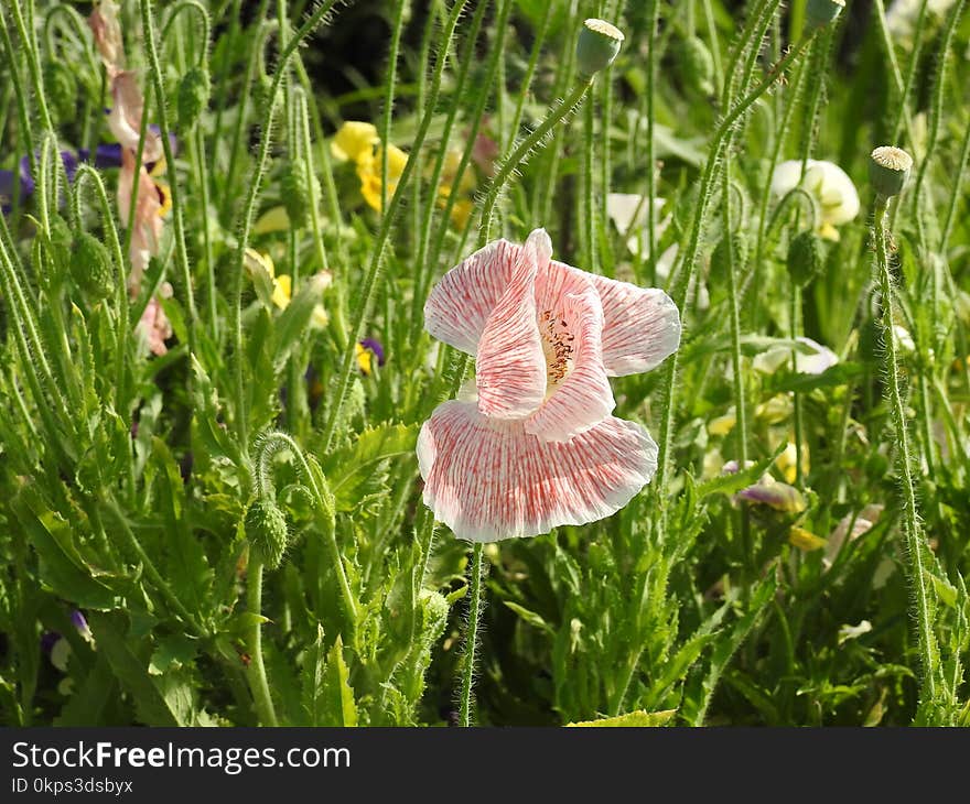 Plant, Flower, Grass, Meadow