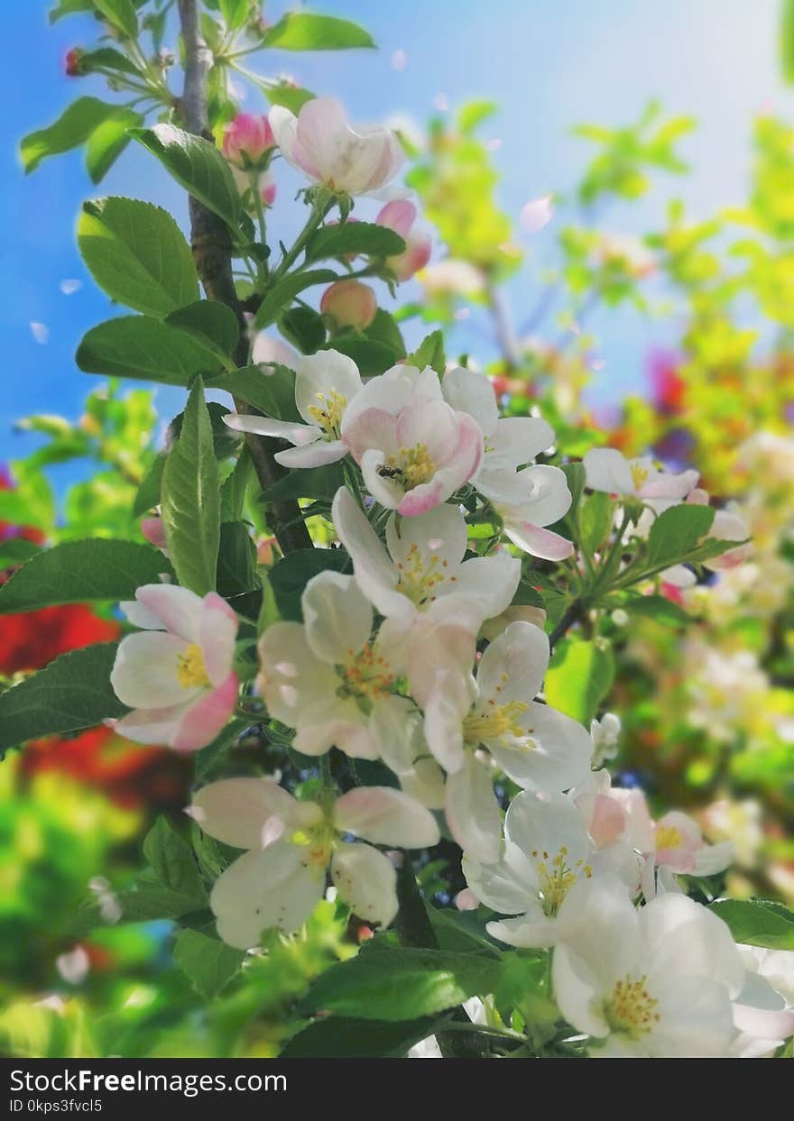 Blossom, Plant, Spring, Branch