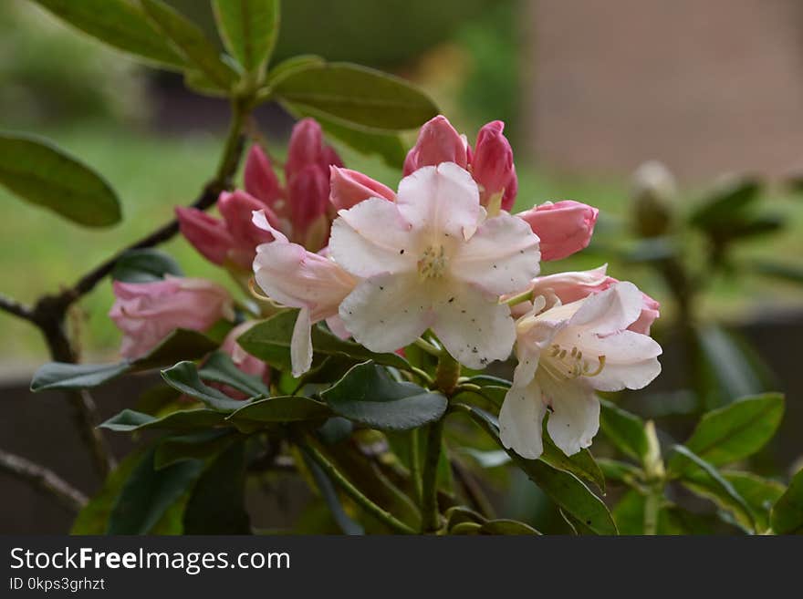 Flower, Plant, Flowering Plant, Flora