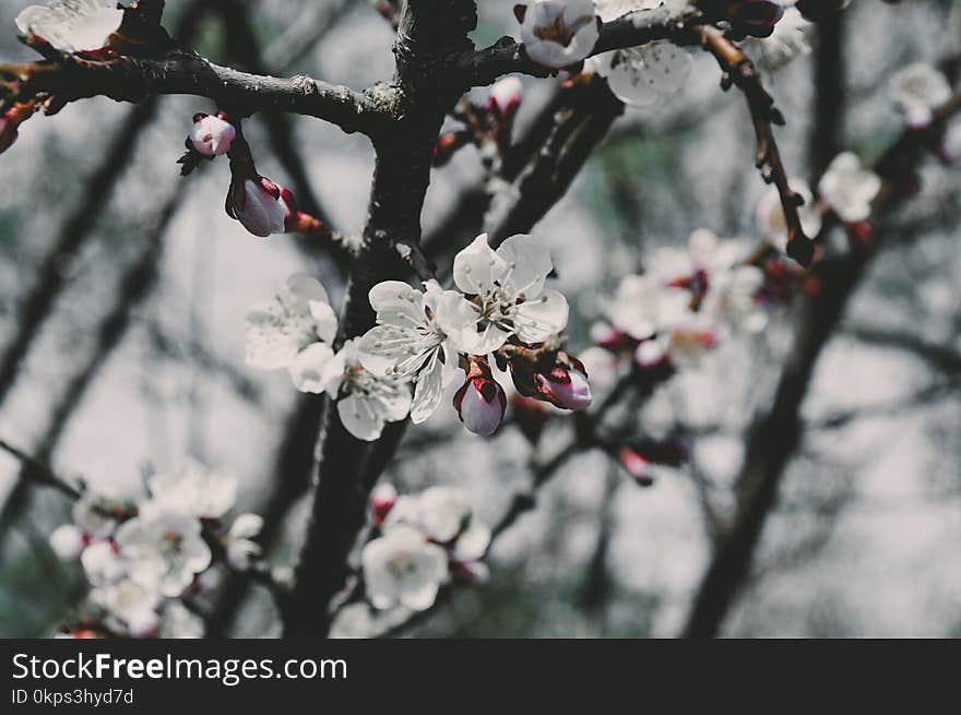 Blossom, Branch, Spring, Tree