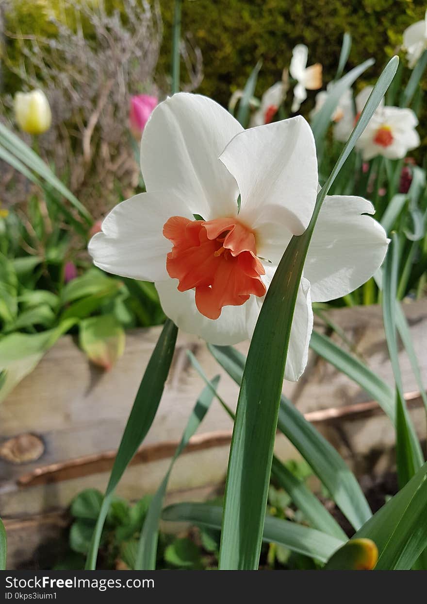 Flower, Plant, Flowering Plant, Spring