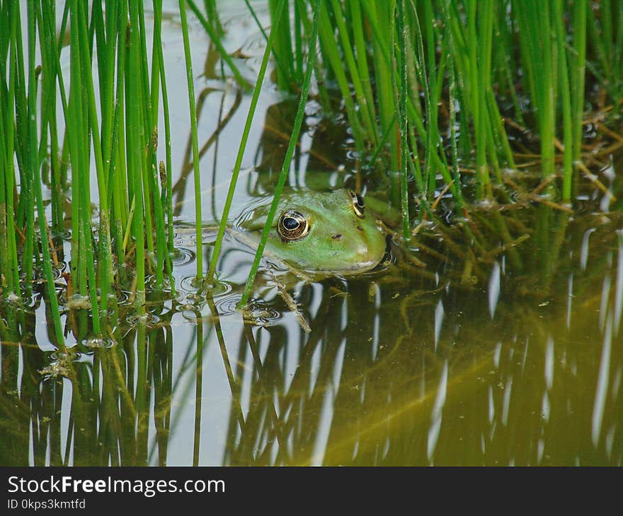 Ecosystem, Ranidae, Amphibian, Frog