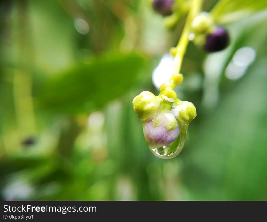 Flora, Macro Photography, Close Up, Flower