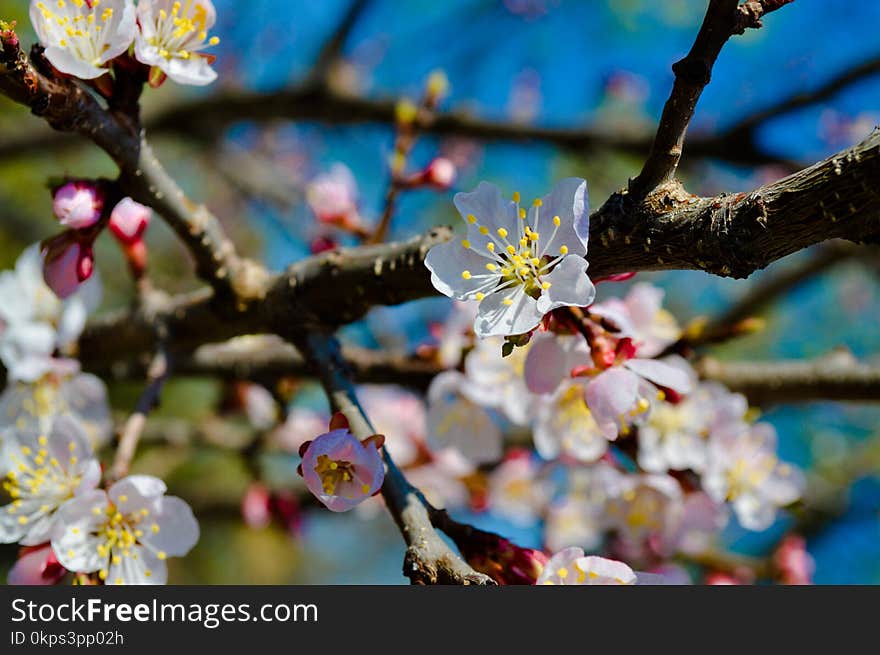 Blossom, Branch, Spring, Flora