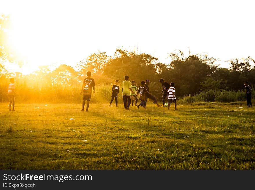 Yellow, Nature, Grassland, Field