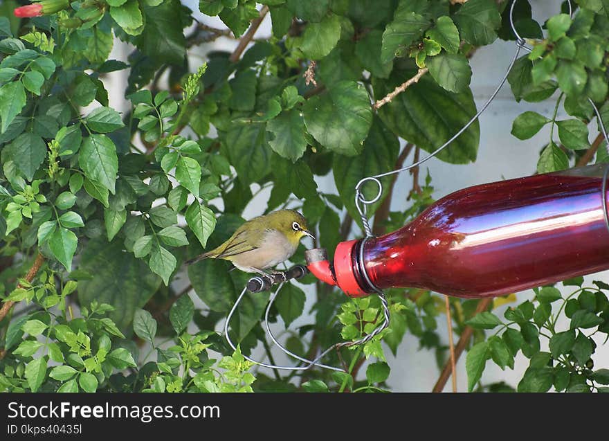 Bird, Plant, Tree