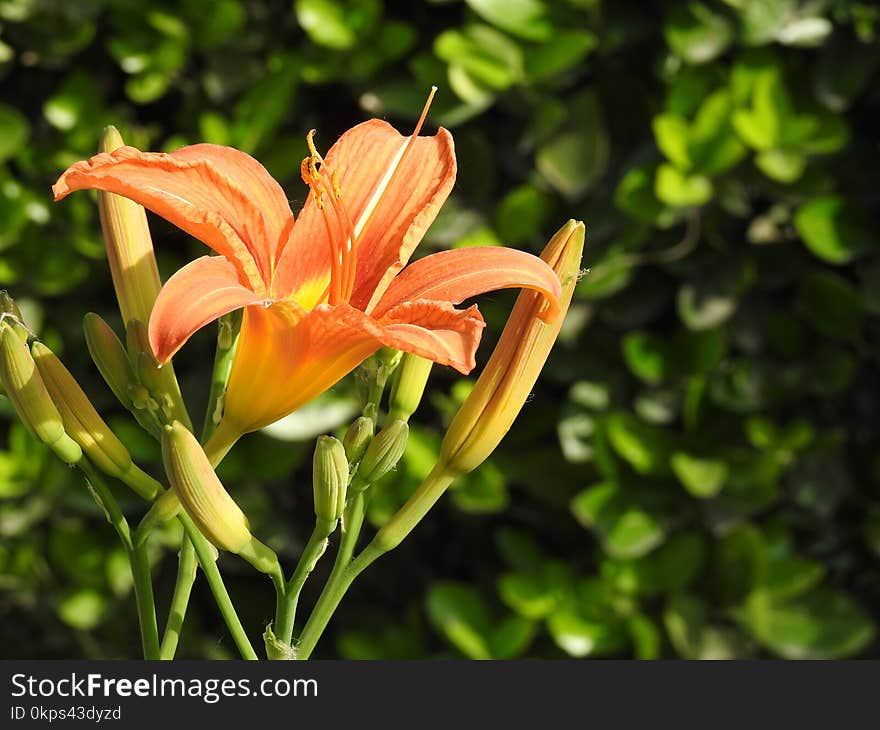 Lily, Flora, Flower, Plant