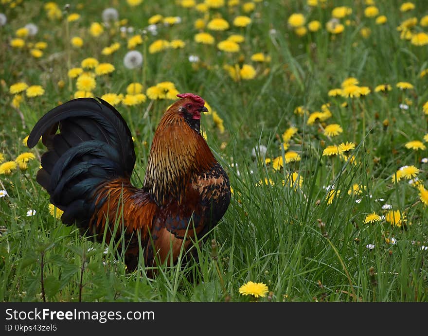 Chicken, Ecosystem, Bird, Galliformes