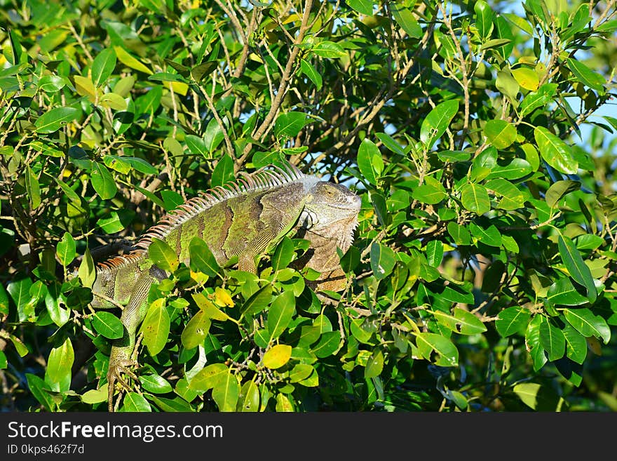 Fauna, Vegetation, Ecosystem, Nature Reserve