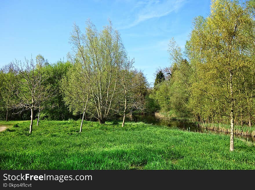 Tree, Ecosystem, Vegetation, Nature Reserve