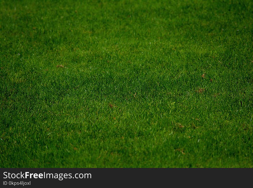 Green, Grass, Grassland, Lawn