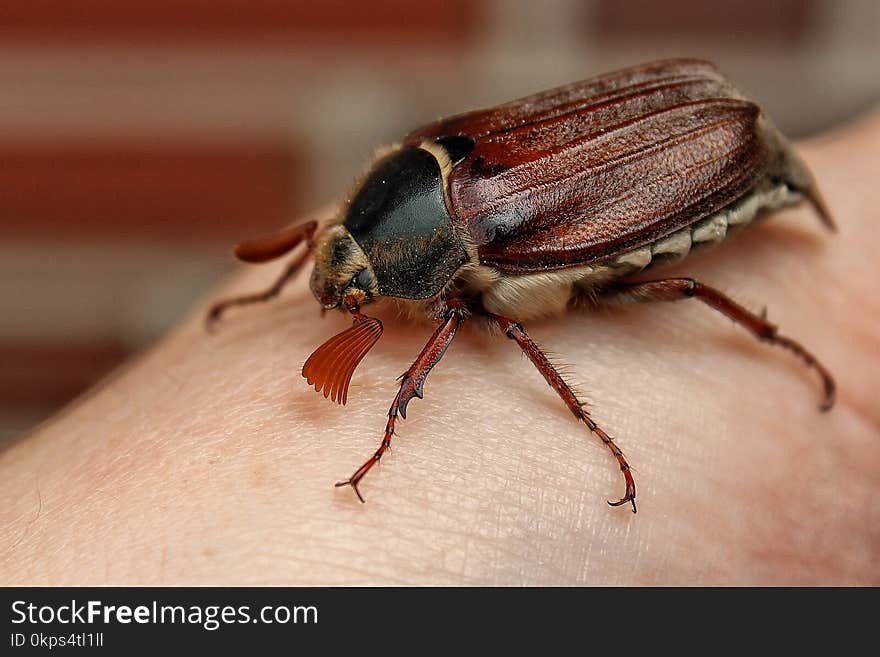 Insect, Invertebrate, Macro Photography, Beetle