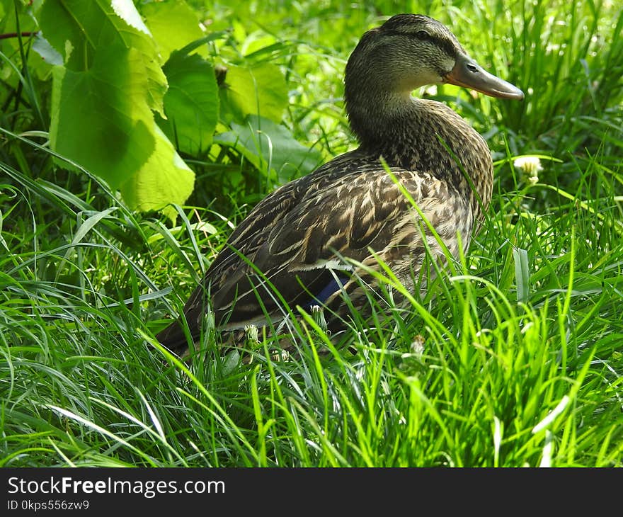 Bird, Duck, Fauna, Ecosystem