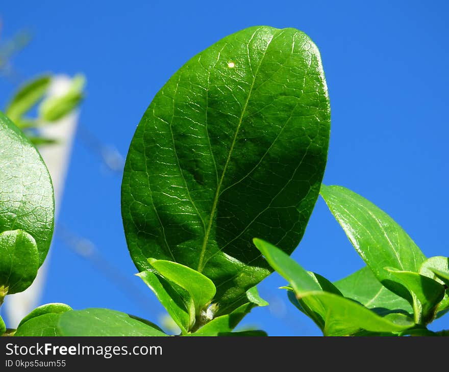 Leaf, Plant, Sky, Close Up