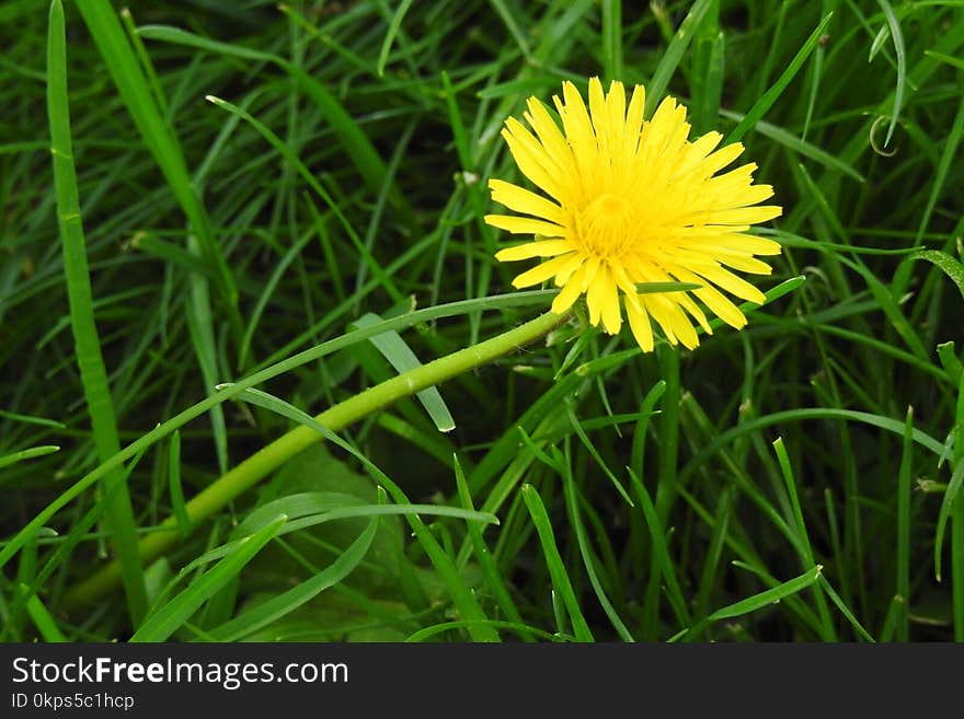 Flower, Yellow, Dandelion, Flora