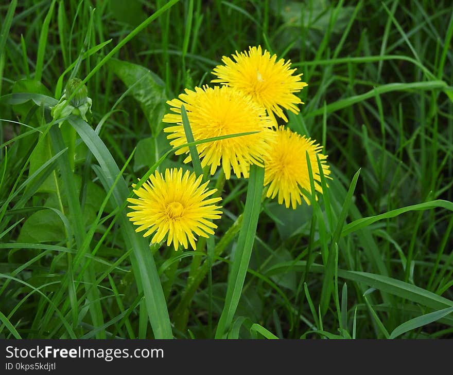 Flower, Flora, Dandelion, Plant