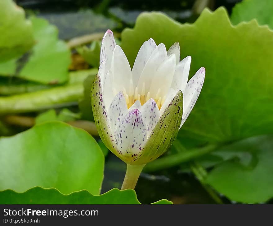 Flower, Flora, Plant, Sacred Lotus