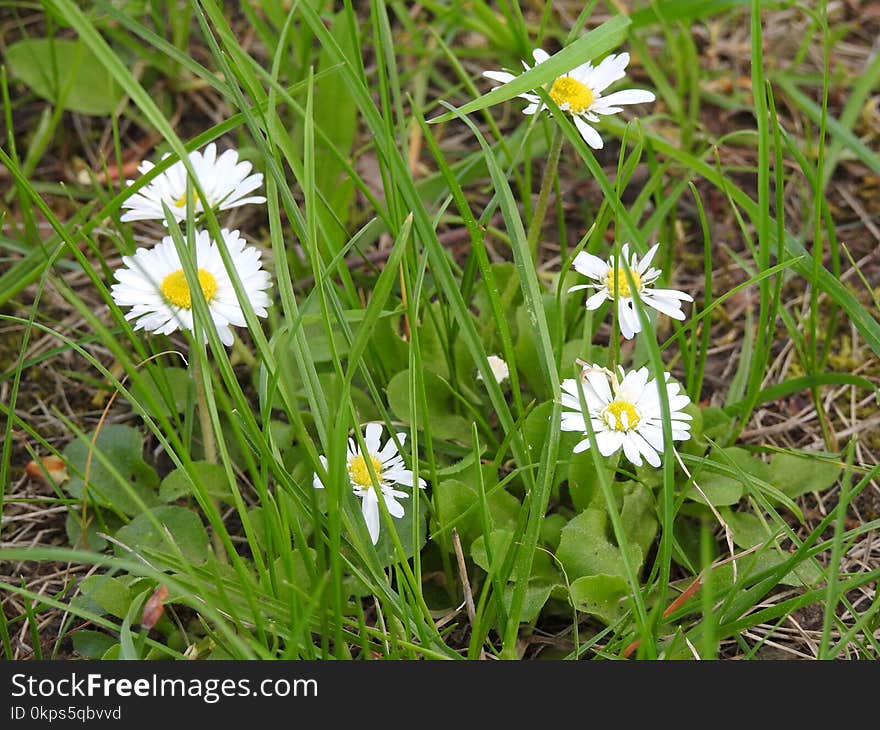 Flower, Plant, Flora, Daisy Family