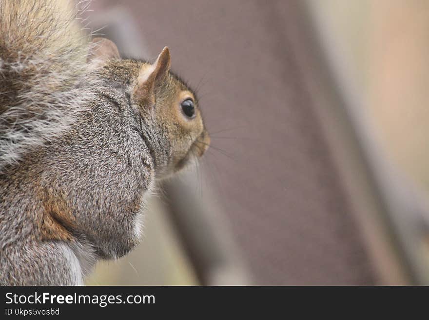 Squirrel, Mammal, Fauna, Fox Squirrel