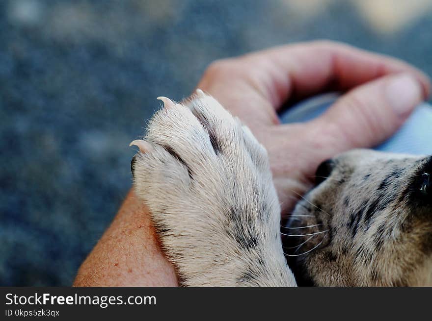 Mammal, Fauna, Nose, Snout