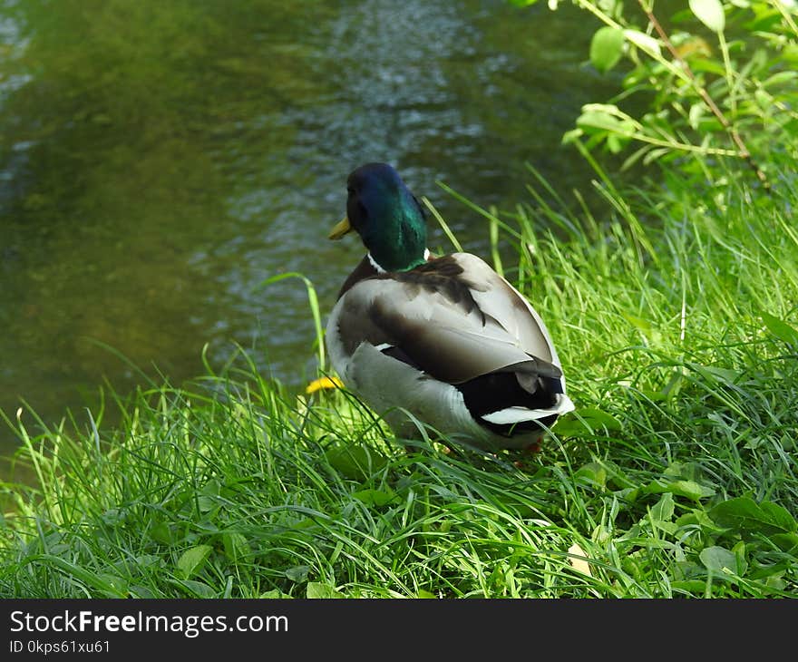 Bird, Duck, Fauna, Mallard