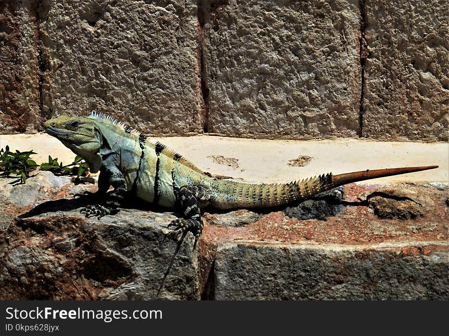 Reptile, Scaled Reptile, Lizard, Fauna