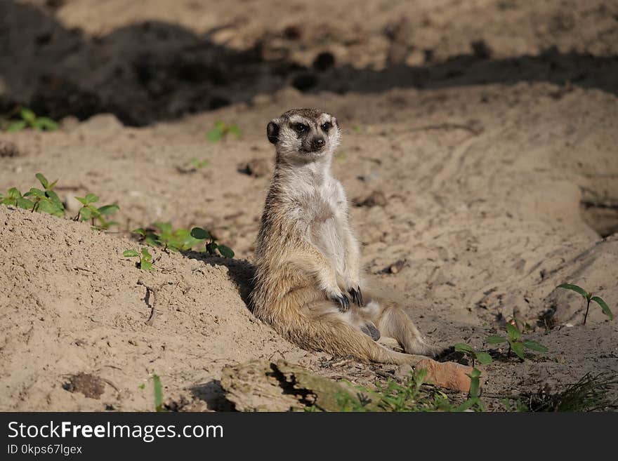 Meerkat, Fauna, Mammal, Wildlife