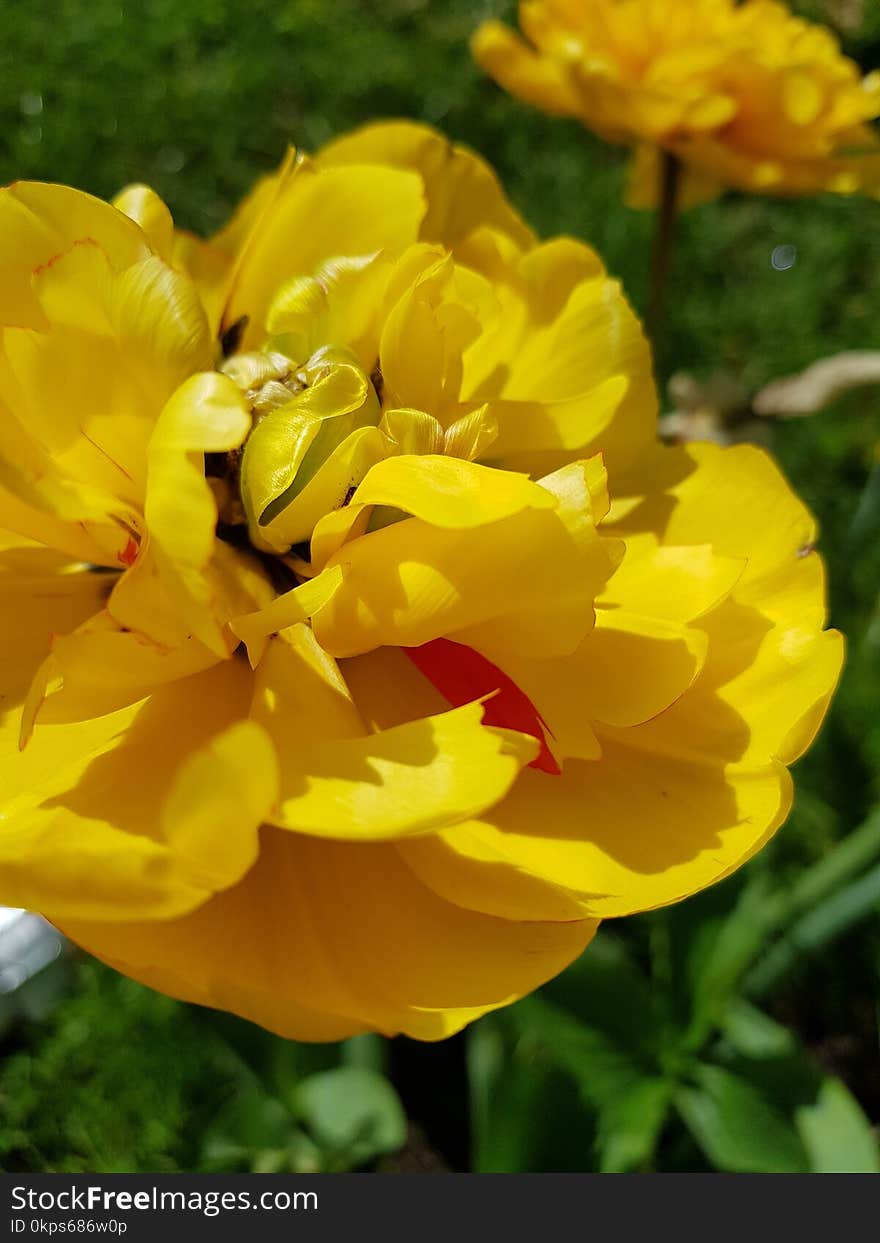 Flower, Yellow, Flowering Plant, Plant