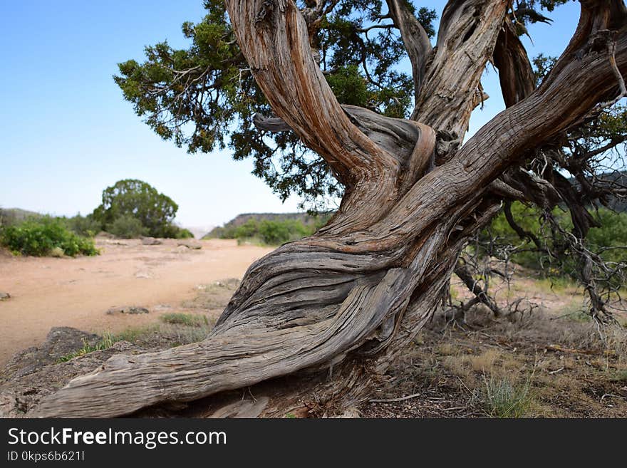 Tree, Woody Plant, Vegetation, Plant