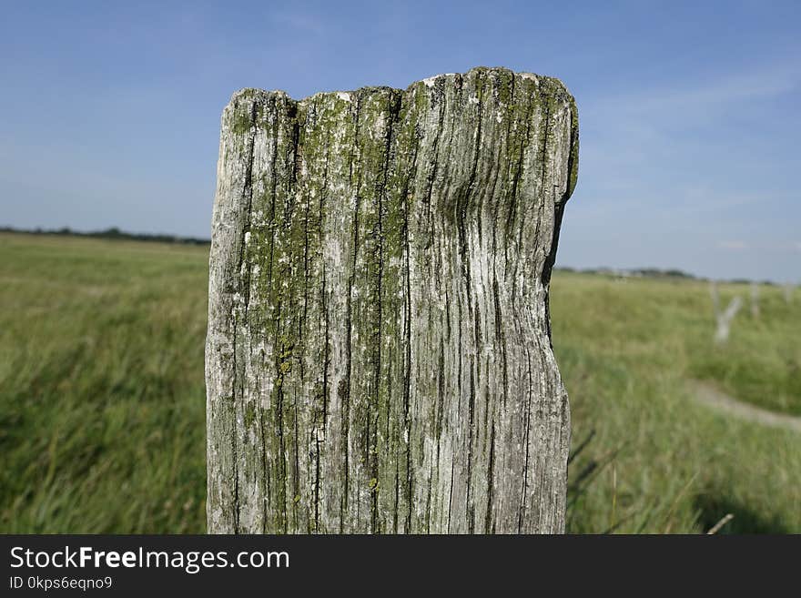 Tree, Nature Reserve, Grass, Trunk