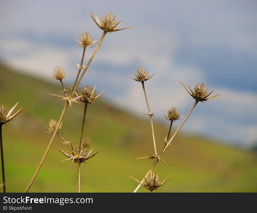 Flora, Plant, Vegetation, Sky