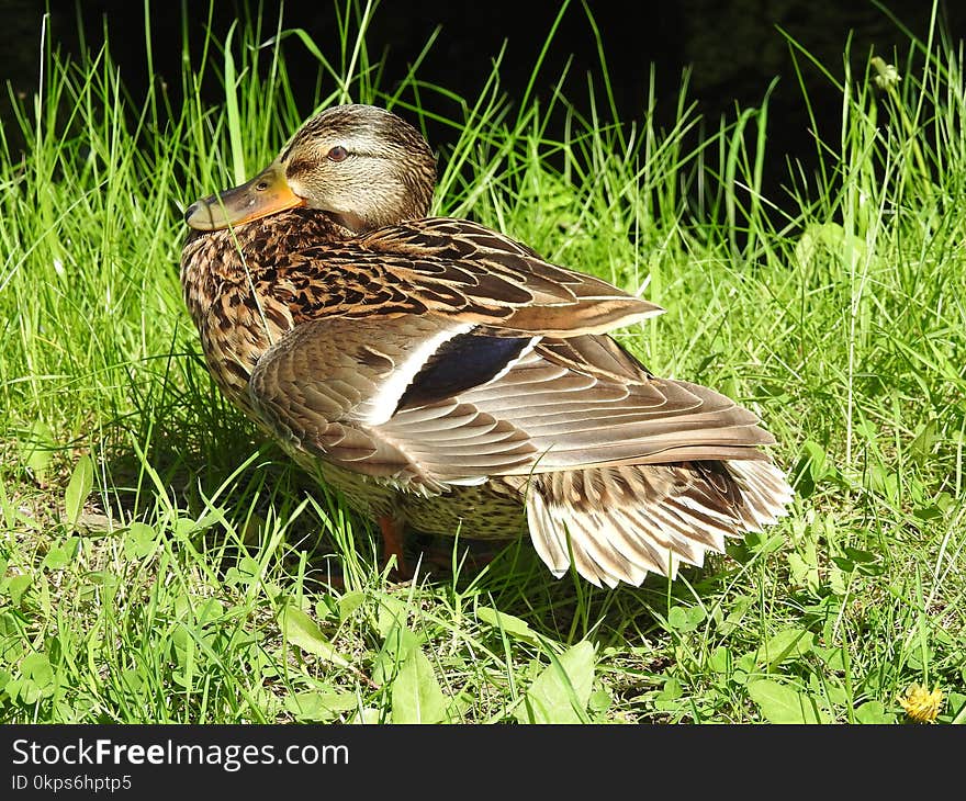 Bird, Duck, Fauna, Mallard