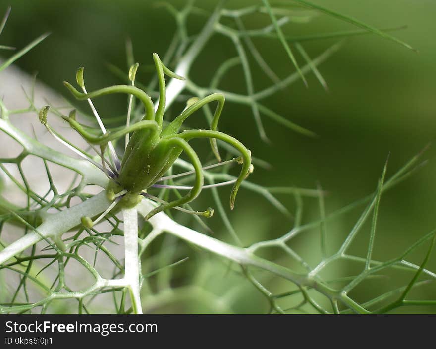 Plant, Vegetation, Close Up, Flora