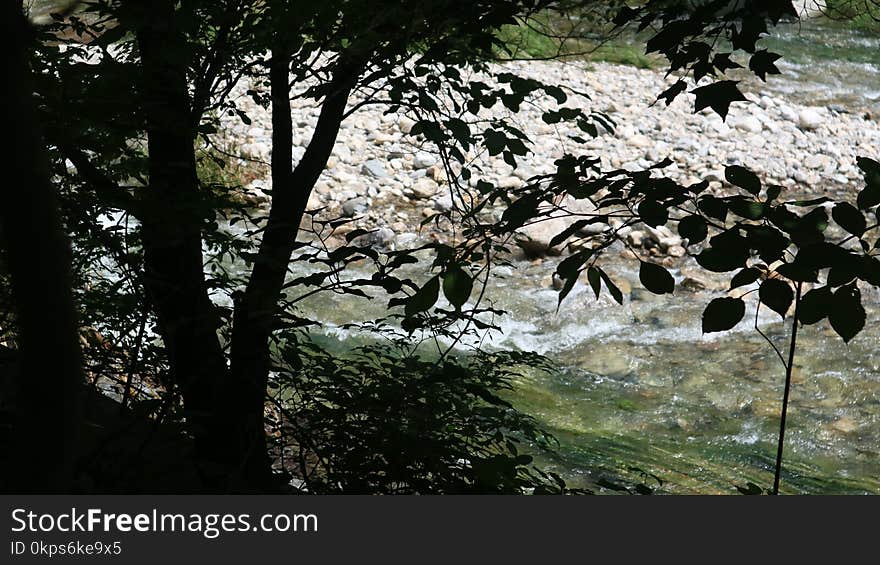 Vegetation, Nature Reserve, Tree, Leaf