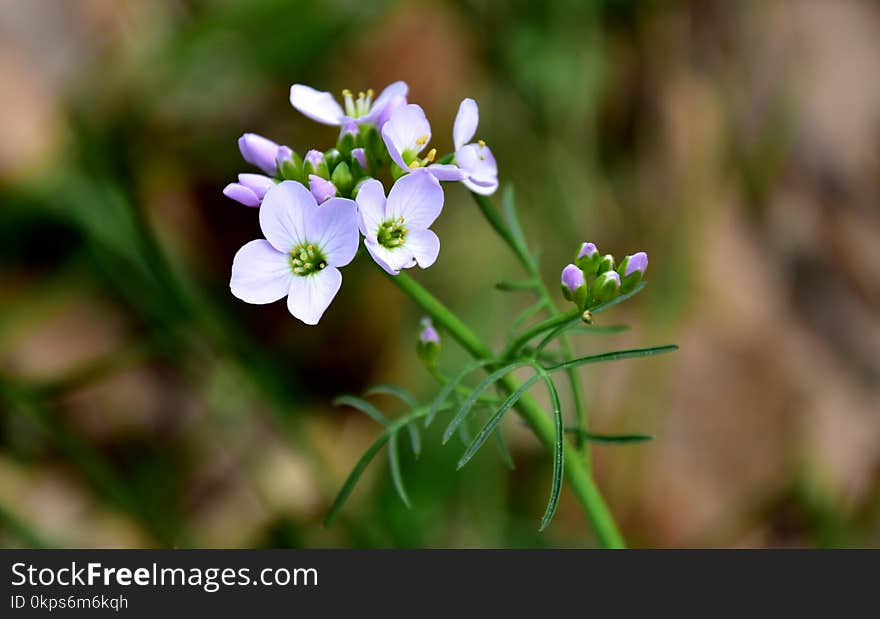 Flower, Flora, Plant, Spring