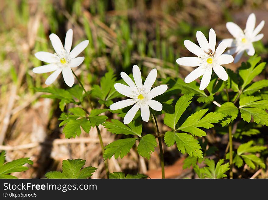 Flower, Plant, Flora, Flowering Plant