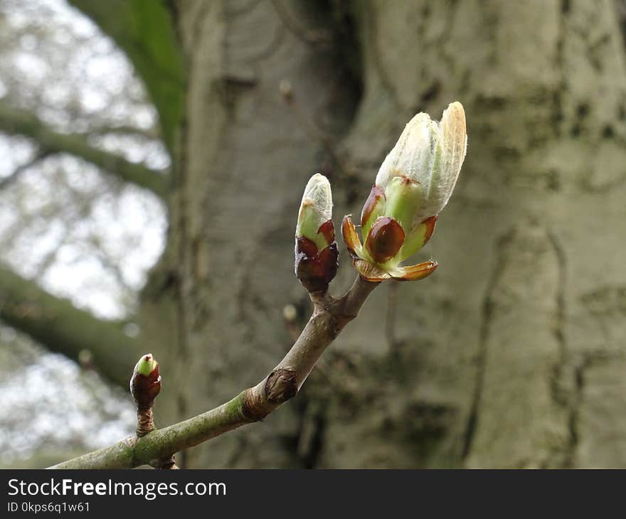 Plant, Bud, Flora, Branch