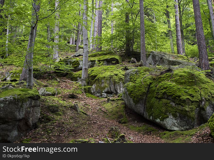 Nature Reserve, Forest, Vegetation, Woodland