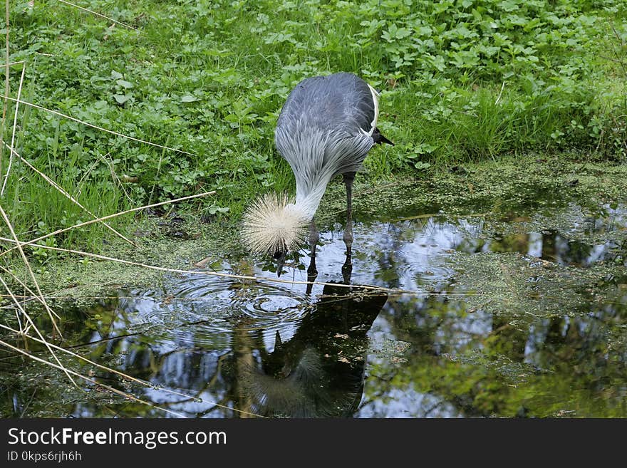 Water, Bird, Nature Reserve, Reflection