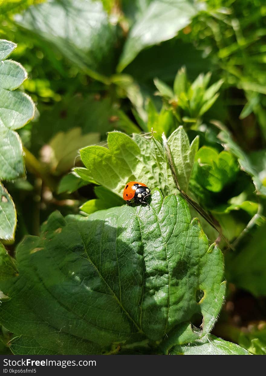 Insect, Leaf, Invertebrate, Organism