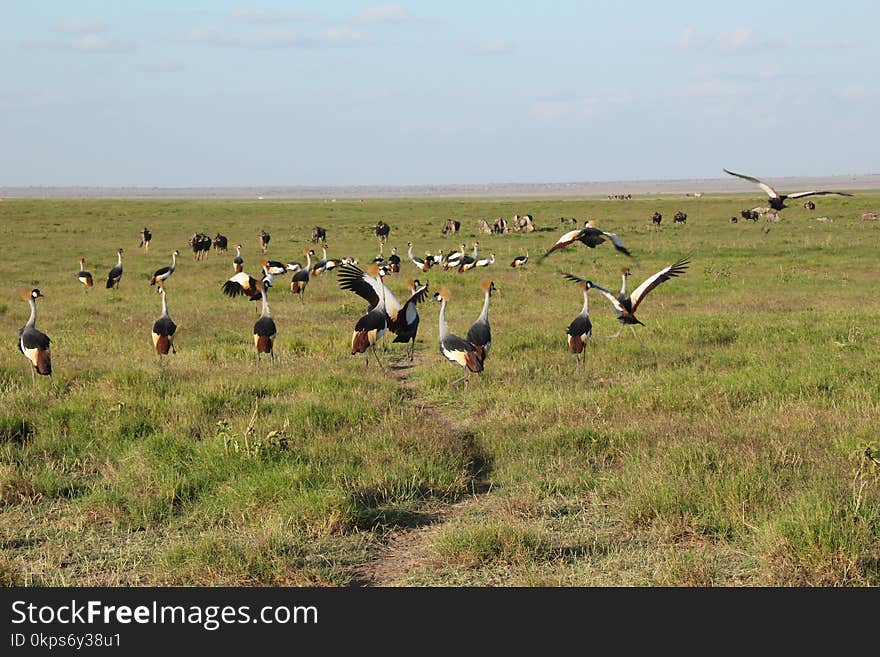 Ecosystem, Grassland, Nature Reserve, Animal Migration