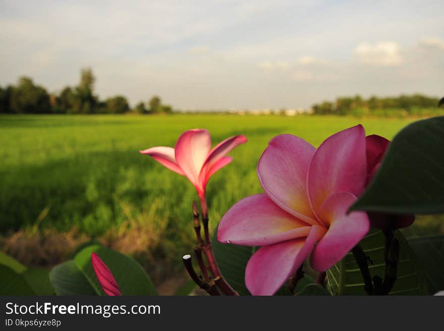 Flower, Plant, Pink, Flora