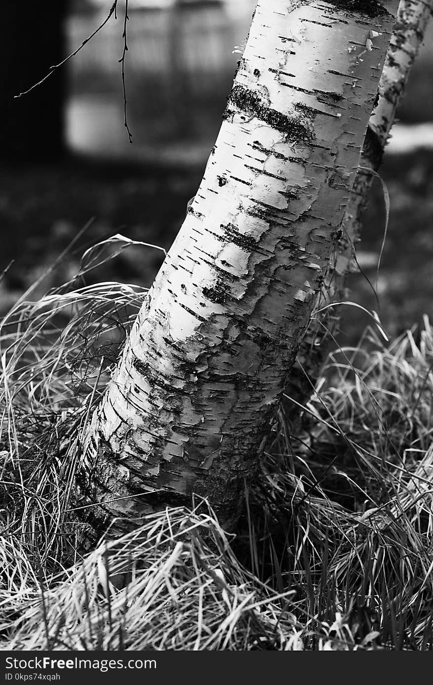 Black And White, Tree, Branch, Monochrome Photography