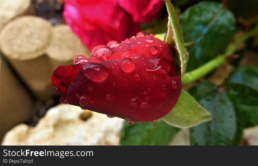 Flower, Berry, Frutti Di Bosco, Petal