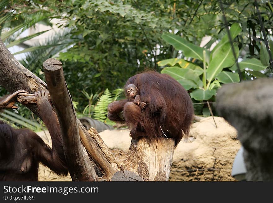 Fauna, Zoo, Orangutan, Primate